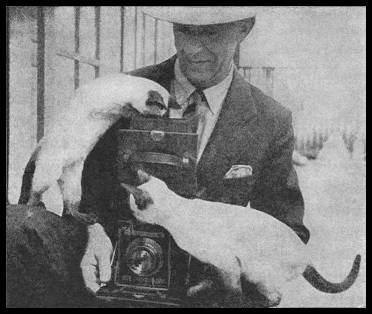 Photographer Rost with Fairchild Cattery Siamese