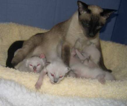 If you look carefully to the right of the kitten with it's paw out you can see the kitten on the right whispering that he is about to "make a break for it"