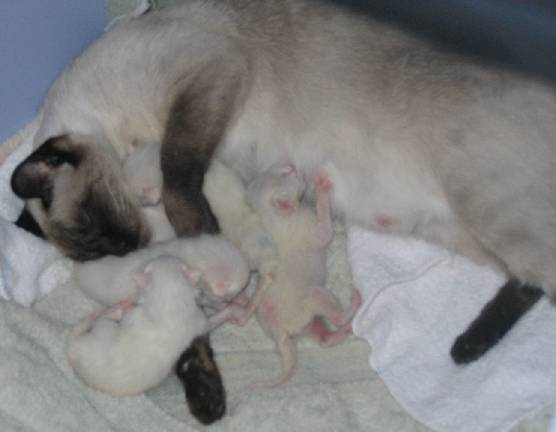 All four newborns. As you can see from the color mark, Holly is suckling away right from the start.