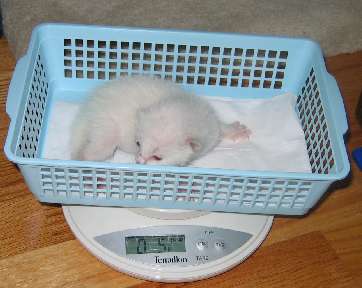 Fern being weighed