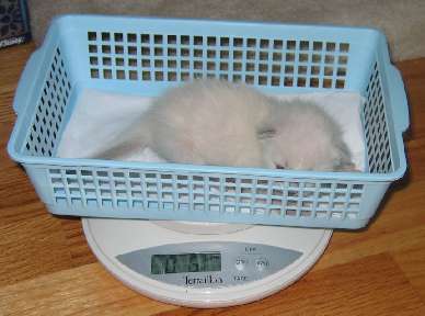 Holly being weighed