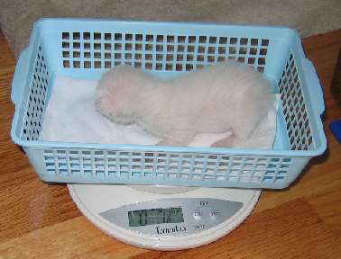 Pumpkin being weighed