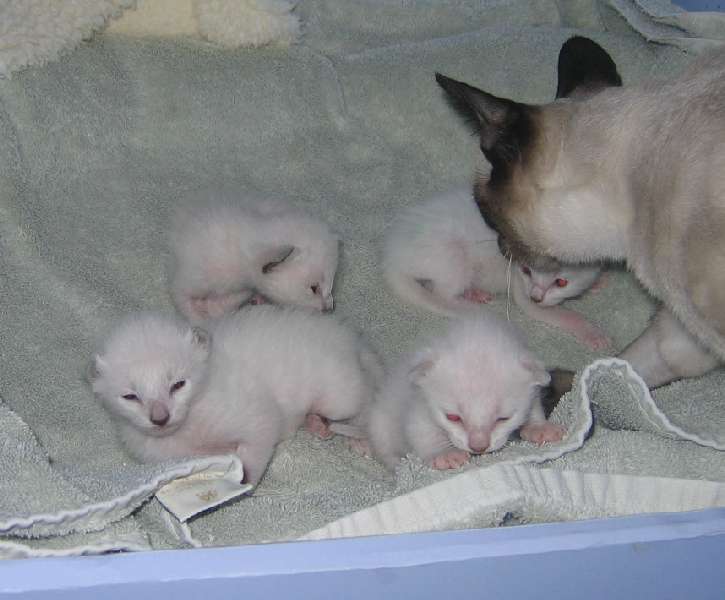 Back row left to right - Holly and Fern, Front row left to right Rain and Pumpkin