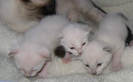 L-R - Pumpkin, Fern, Holly