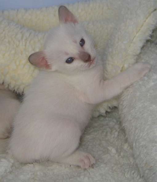 Pumpkin at 3 weeks of age