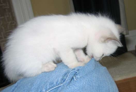 Pumpkin teething on my jeans