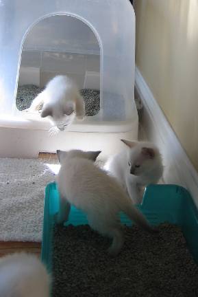 Fern in the big girls litter box....Holly and Pumpkin