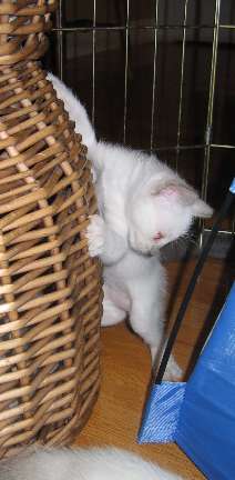 Pumpkin climbing the house