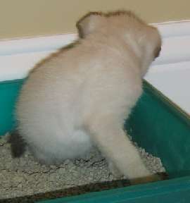 Holly shows she know what the litter box is for.