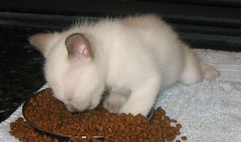 This food is so good ...mmmmf..mhmff...mmmzzzz...zzzzzz