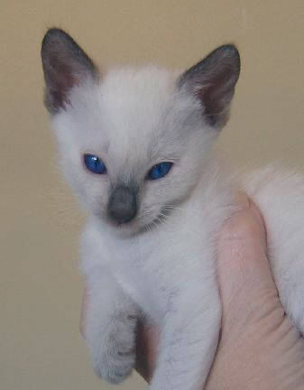 Fern - 5 weeks old