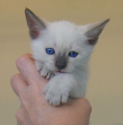 Pumpkin - 5 weeks old