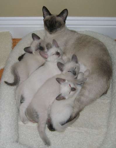 Top to bottom- Holly, Pumpkin, Rain, and Fern with Momma Finola