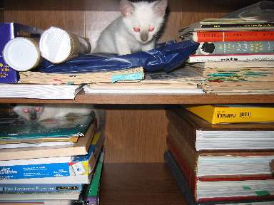 You can have your space...I like up on this shelf better.