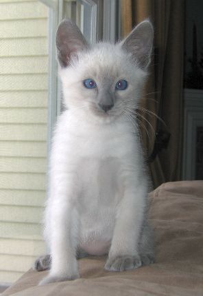 Rain 6 weeks old - His right pupil tilts in just a little.