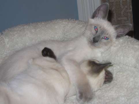 I love my sister Holly too... nuggie... nuggie ...nuggie