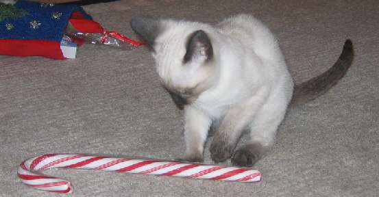 Do you start a candy cane from the hook end or the straight end?