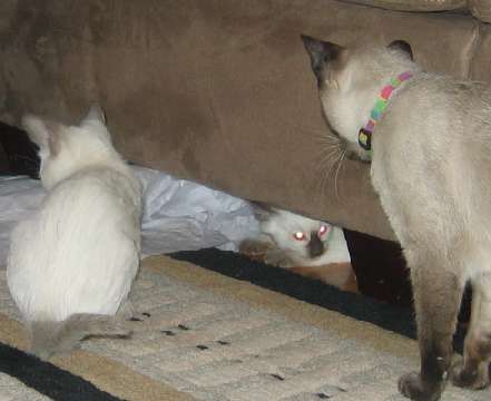 Pumpkin and Fern under the couch with Finola looking on.