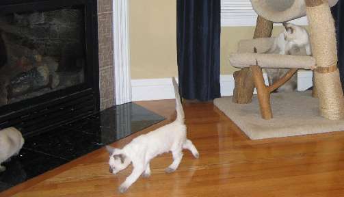 Holly right,  Pumpkin center, and Fern on the cat tree