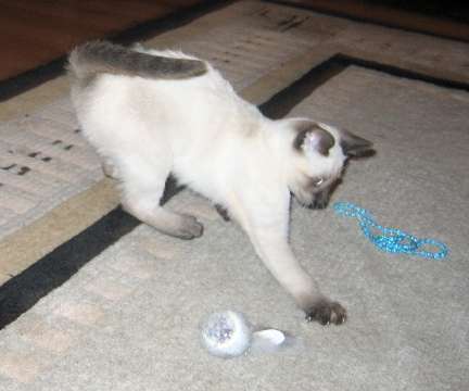 Holly swoops in from the air to grab the squirrel ball.