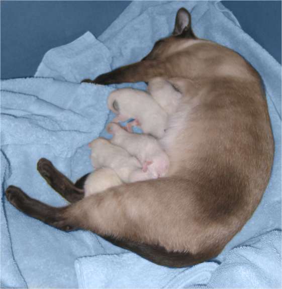 Maeve and five new born babies