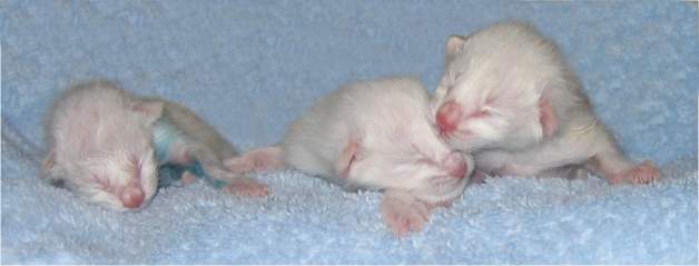 Cobalt, Ruby, and Lilac 1 hour old