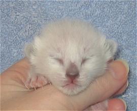 Cobalt at six days old