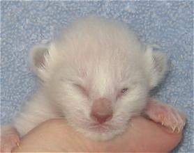 Jade at six days old