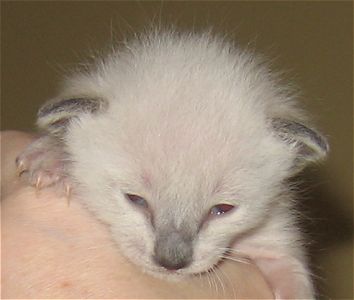 Amber two weeks old