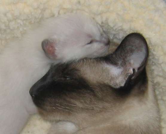 Close up from the above napping photo. I think this may be Lilac.