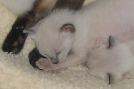 Close up from the above napping photo. Jade and Cobalt