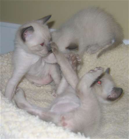 Farthest back is Jade, middle is Cobalt, and on her back is Amber.