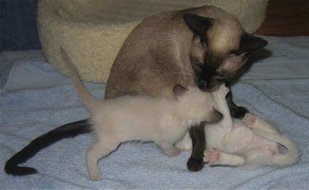 Jade and Ruby Play with Mama