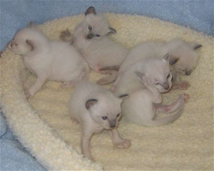 Backrow L-R; Ruby, Amber. Front L-R; Cobalt, Lilac, Jade.