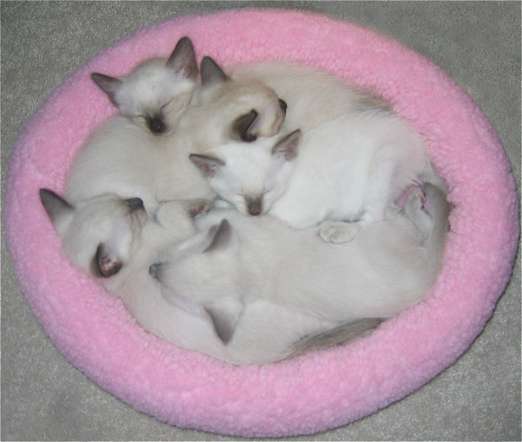 The tail end gang sleeping after a play session.