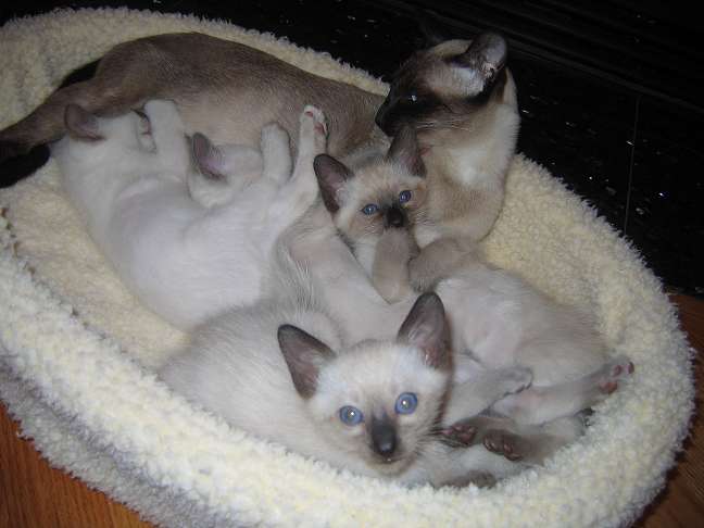 Cobalt up front with Amber licking her paw. Lilac and Ruby sleeping