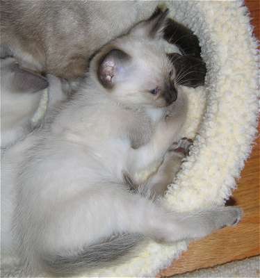 Jade cleaning her paw.