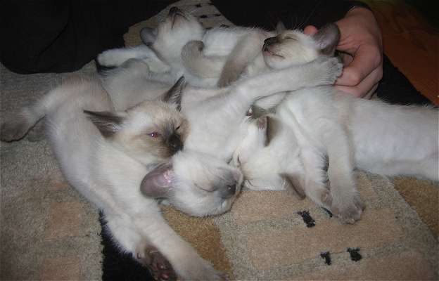 L-R Amber, Lilac, Ruby, Jade and Cobalt far back