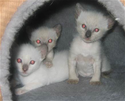 L-R Ruby, Jade, and Amber.