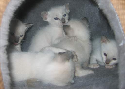 Left, licking his chops is Cobalt, tallest center is Lilac, Lilac has her paw on Jade's back,  farthest right is Ruby,  and that's Ambers big back of head center front. :)