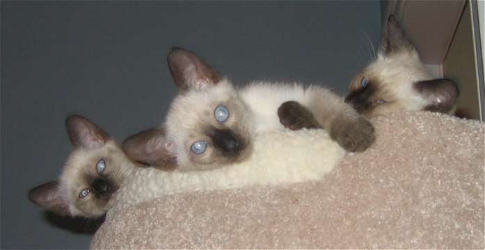 L-R Jade, Cobalt, Amber 9 weeks