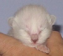 Raven - four days old