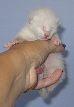 Sage at five days old