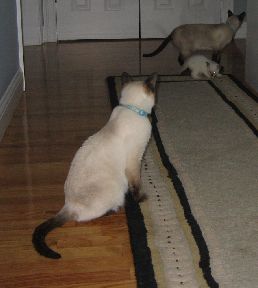 Maeve and Berry at the far end of the hall. Keva close to the camera.