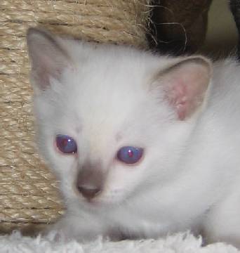 Snow at 4 weeks of age