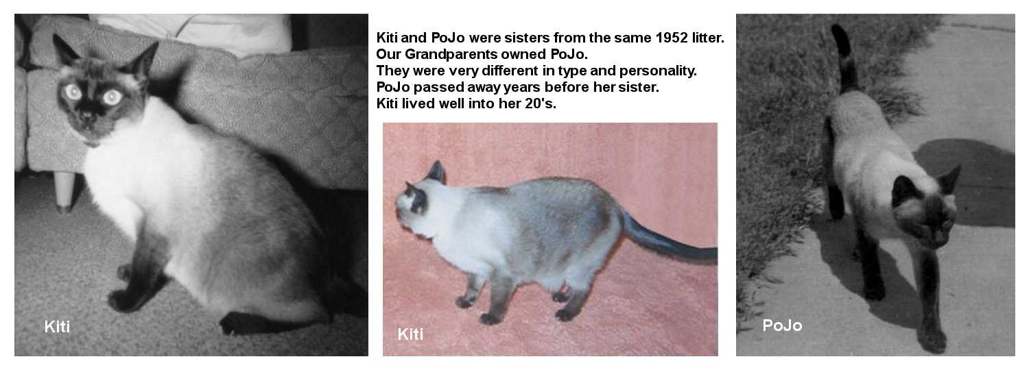 Black&Tan Siamese Frequently Asked Questions