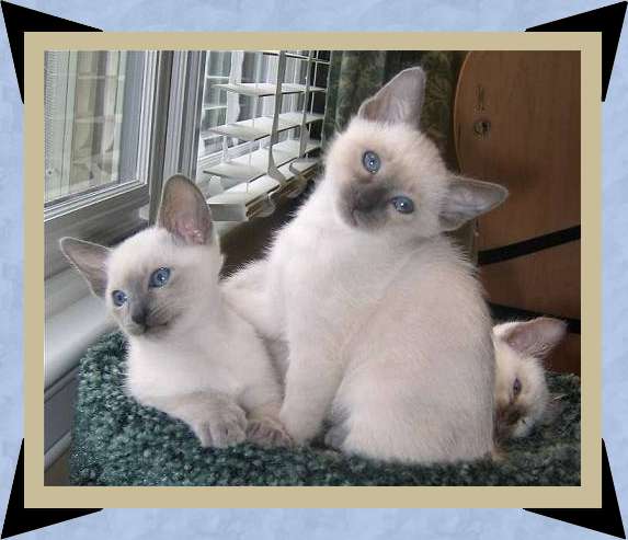 two blue point females