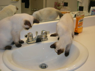 Belle in the sink