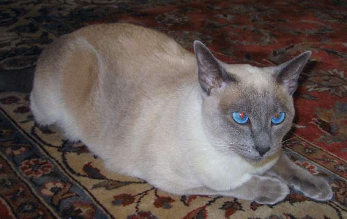 I like the way she Matches all the color tones in the rug.