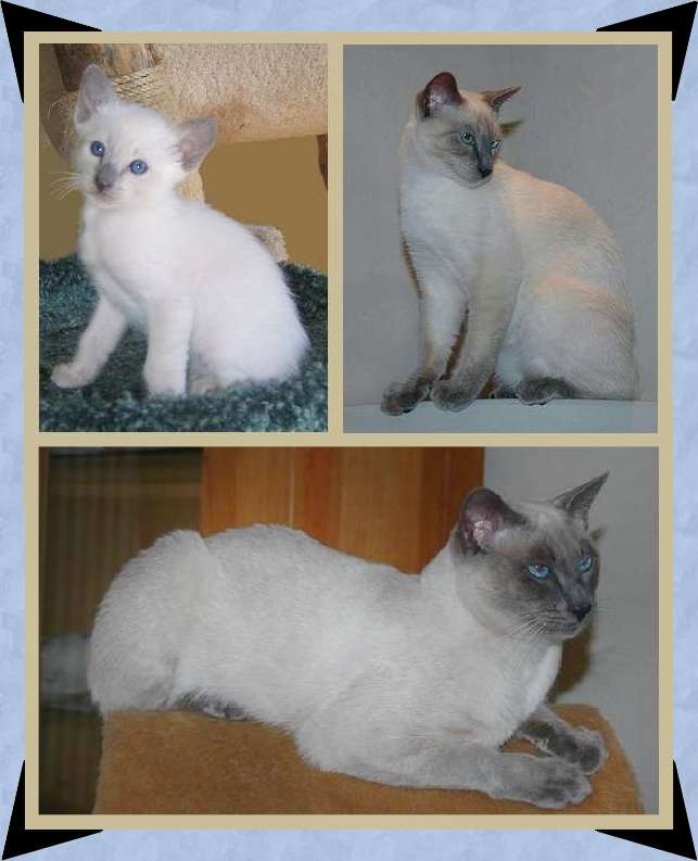 Blue point male stud. He is happily meeting queens needs in the Netherlands at Cattery Mostiamo